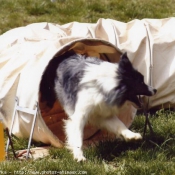 Photo de Border collie