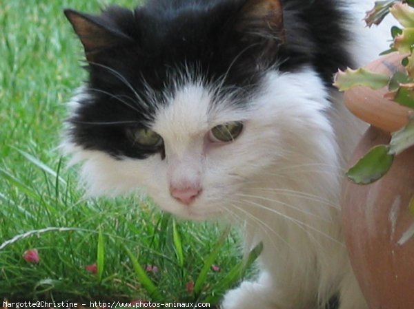 Photo de Chat domestique