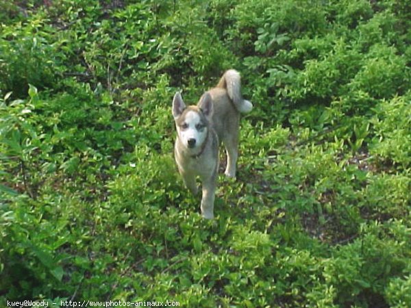 Photo de Husky siberien