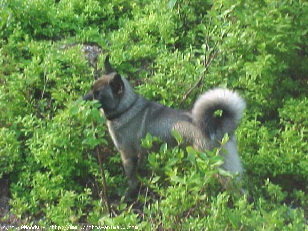 Photo de Husky siberien