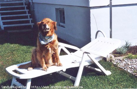 Photo de Golden retriever