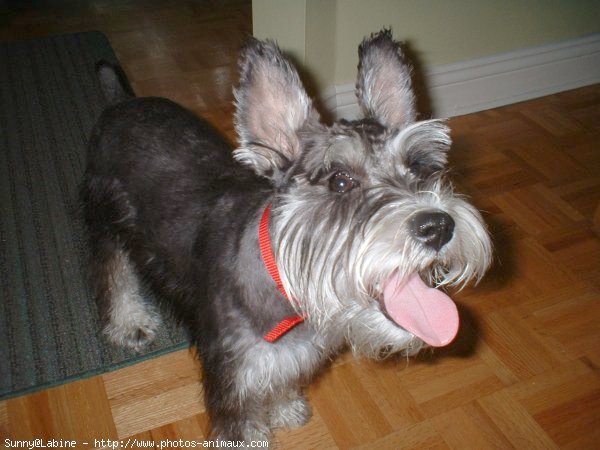 Photo de Schnauzer gant