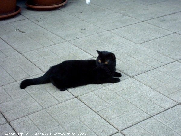 Photo d'Exotic shorthair