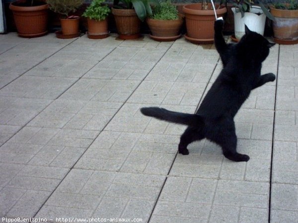 Photo d'Exotic shorthair