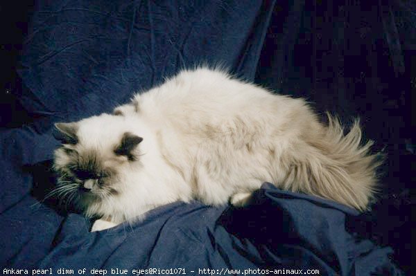 Photo de Ragdoll