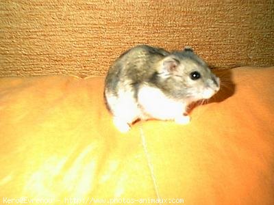 Photo de Hamster