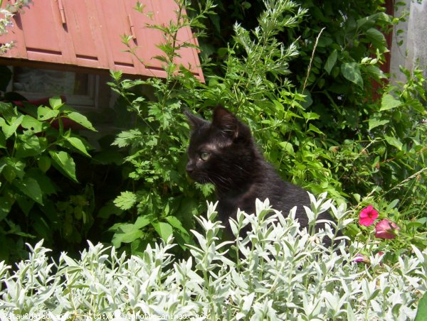 Photo de Chat domestique