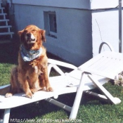 Photo de Golden retriever