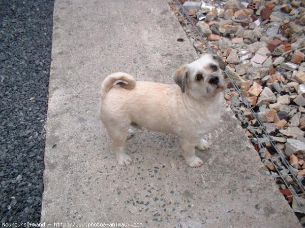 Photo de Lhassa apso