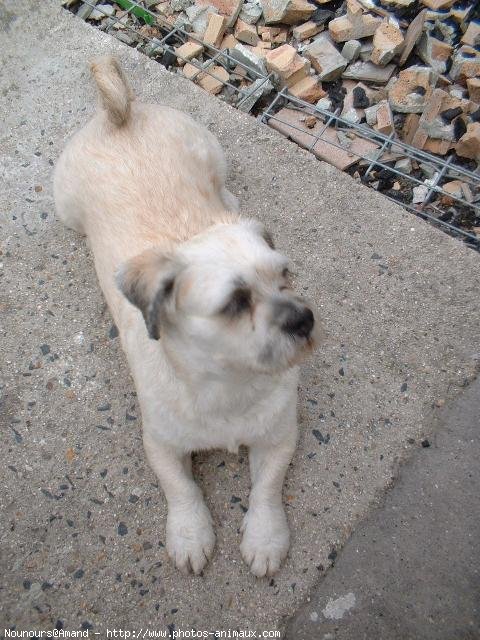 Photo de Lhassa apso