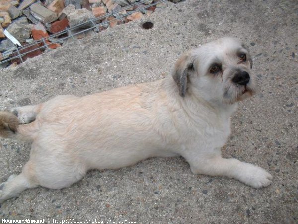 Photo de Lhassa apso