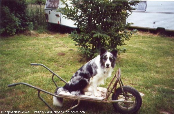 Photo de Border collie