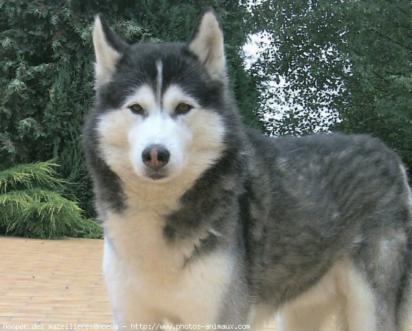 Photo de Husky siberien