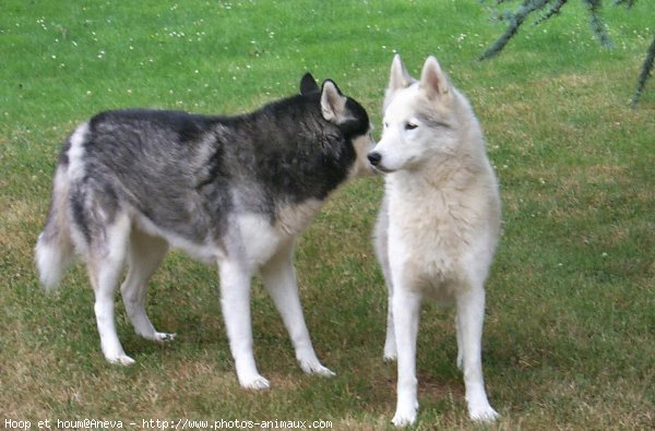 Photo de Husky siberien