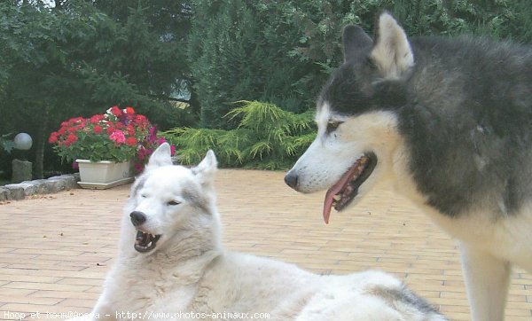 Photo de Husky siberien