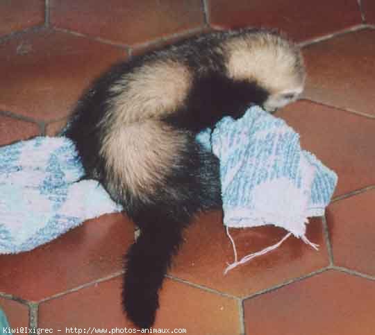 Photo de Furet