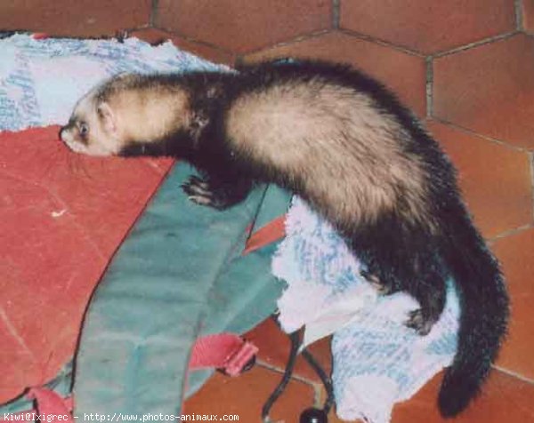 Photo de Furet