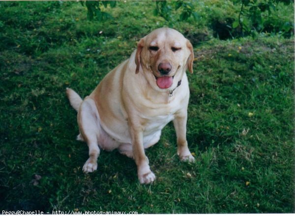 Photo de Labrador retriever