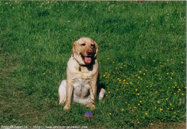 Photo de Labrador retriever