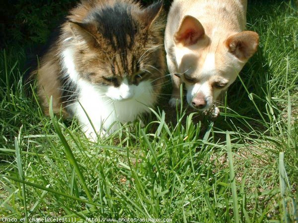 Photo de Chihuahua  poil court