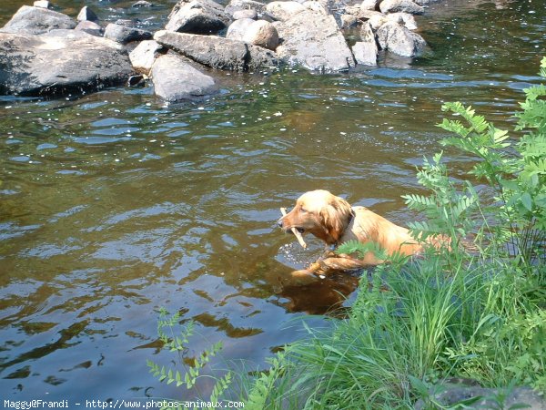 Photo de Golden retriever