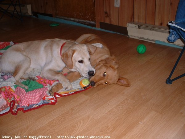 Photo de Golden retriever