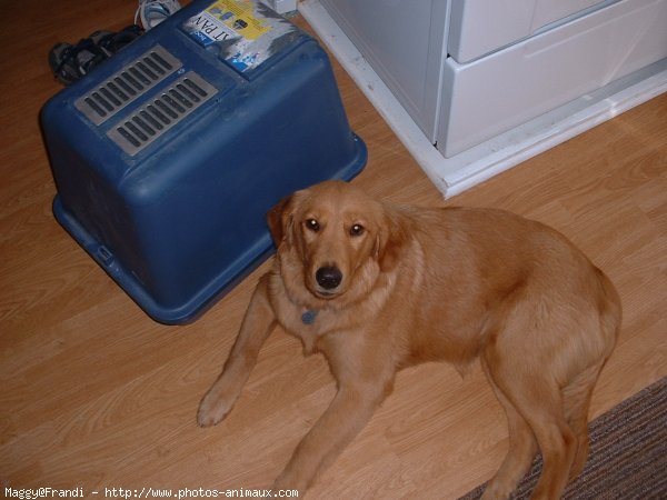 Photo de Golden retriever