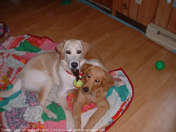 Photo de Golden retriever