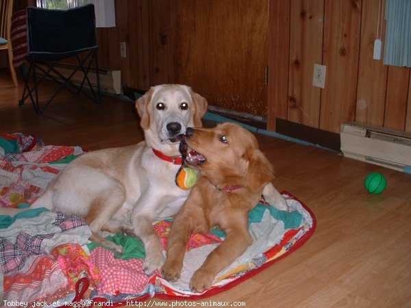 Photo de Golden retriever