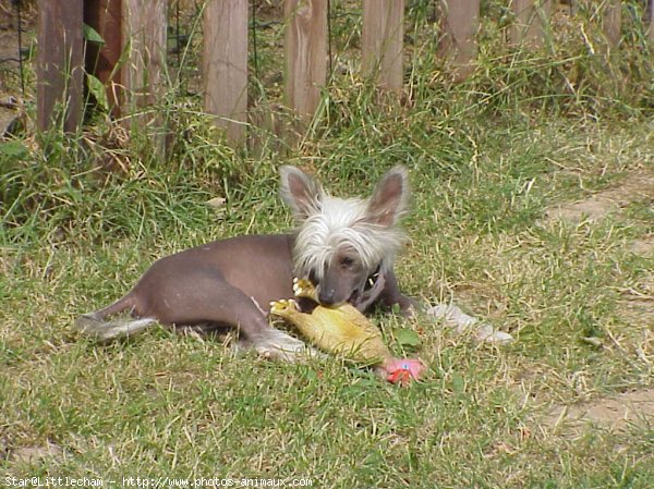 Photo de Chien chinois nu  crte