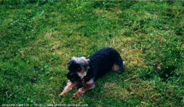 Photo de Yorkshire terrier