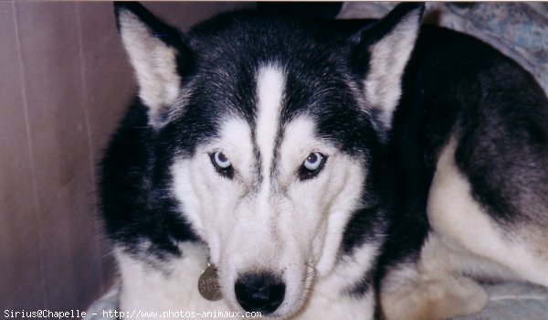 Photo de Husky siberien