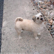 Photo de Lhassa apso