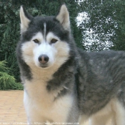 Photo de Husky siberien