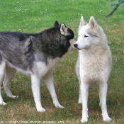 Photo de Husky siberien