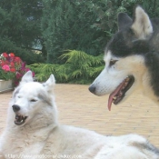 Photo de Husky siberien