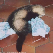 Photo de Furet