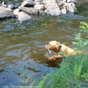 Photo de Golden retriever