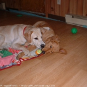 Photo de Golden retriever