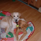 Photo de Golden retriever