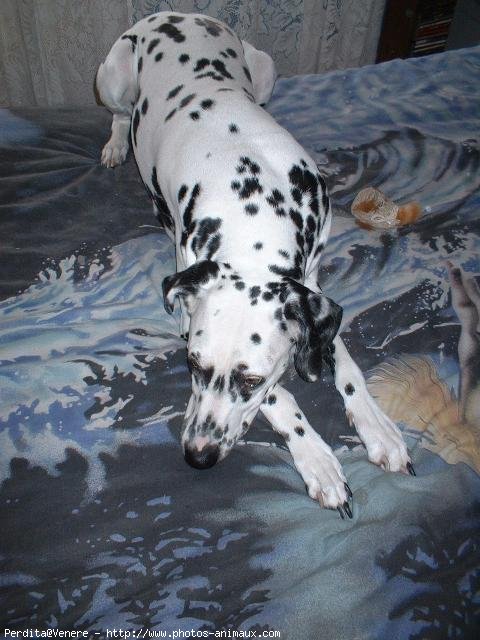 Photo de Dalmatien