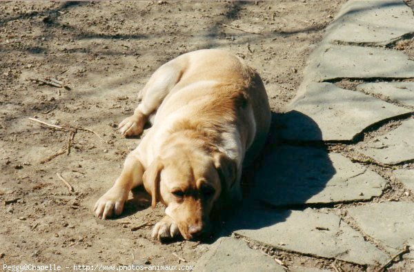 Photo de Labrador retriever