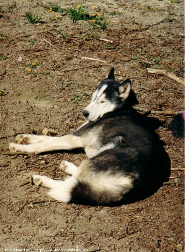 Photo de Husky siberien