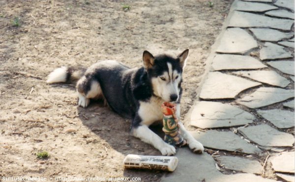 Photo de Husky siberien