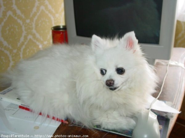 Photo de Spitz moyen