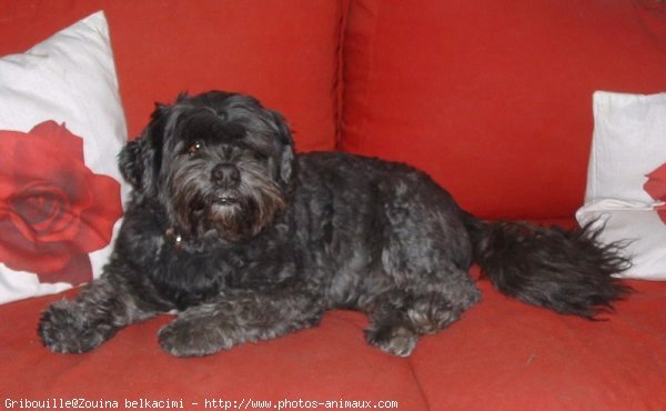 Photo de Lhassa apso