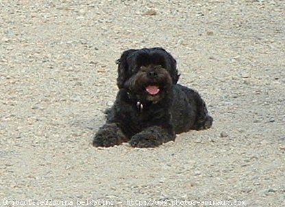 Photo de Lhassa apso