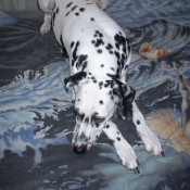 Photo de Dalmatien