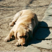 Photo de Labrador retriever