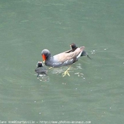 Photo de Races diffrentes